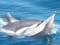 Avistamiento de cetaceos en caos de meca