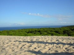 playa Bolonia Foto 1