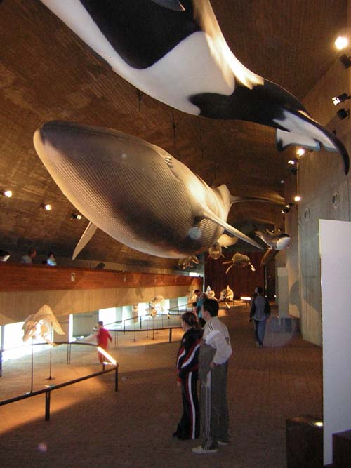 cetaceos
